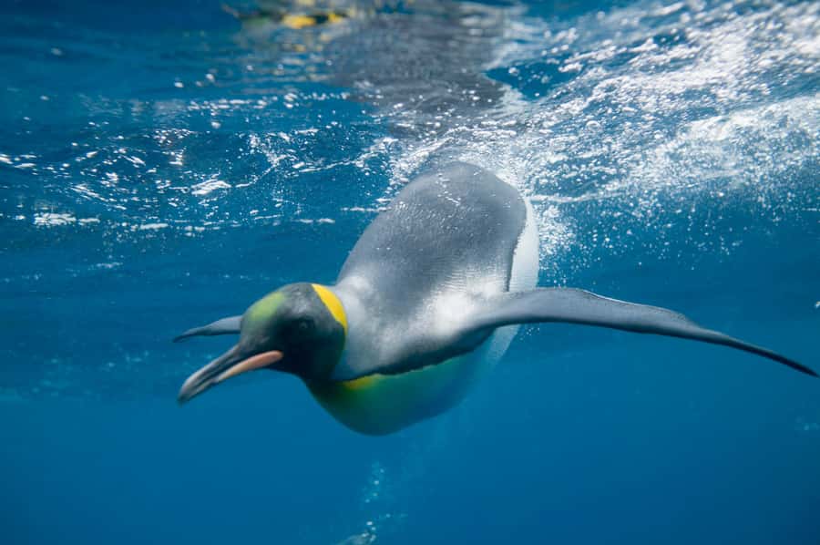 Melbourne: SEA LIFE Aquarium Entrance Ticket - The Oceanarium gives you the biggest sense of scale