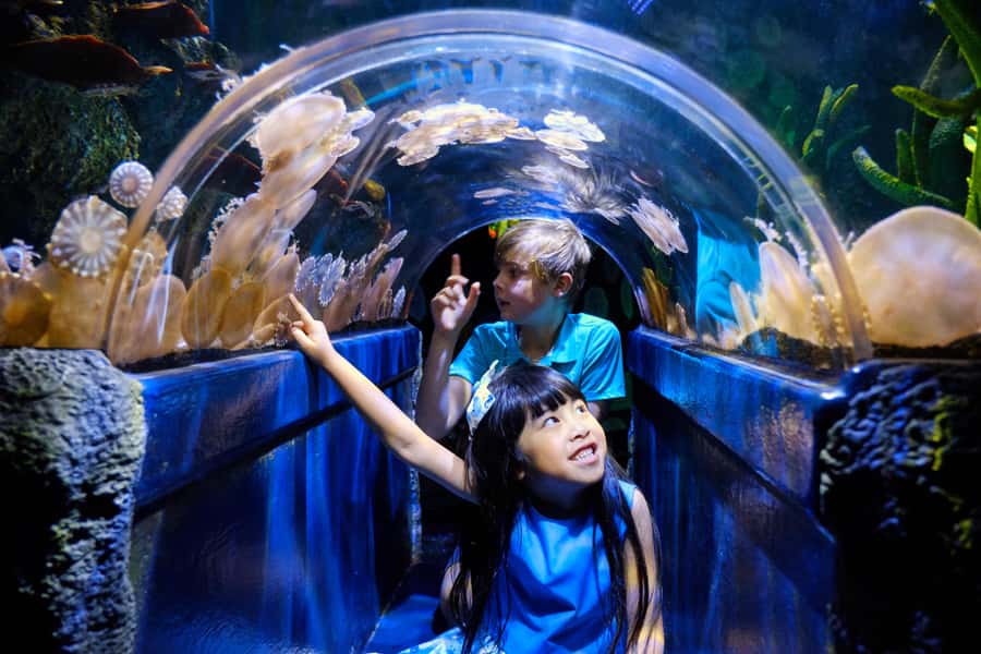 Melbourne: SEA LIFE Aquarium Entrance Ticket - Start with the big creatures and familiar Australian species