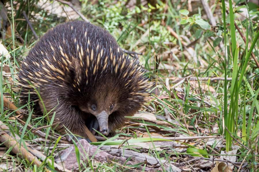 Melbourne to Adelaide: 2-Day Overland Explorer Tour - Mackenzie Falls and the 250-plus stairs