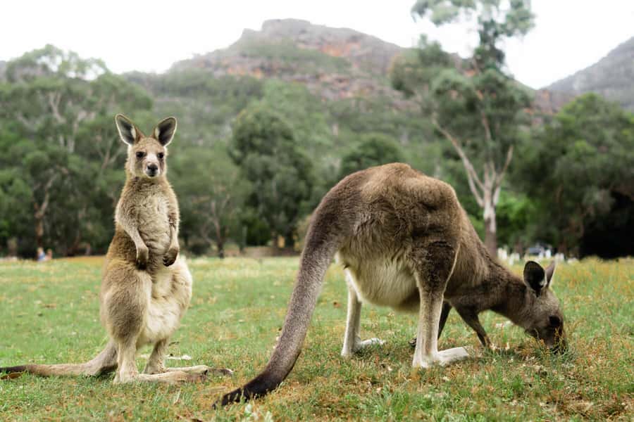 Melbourne to Adelaide: 2-Day Overland Explorer Tour - Day one: from Melbourne to the Shipwreck Coast
