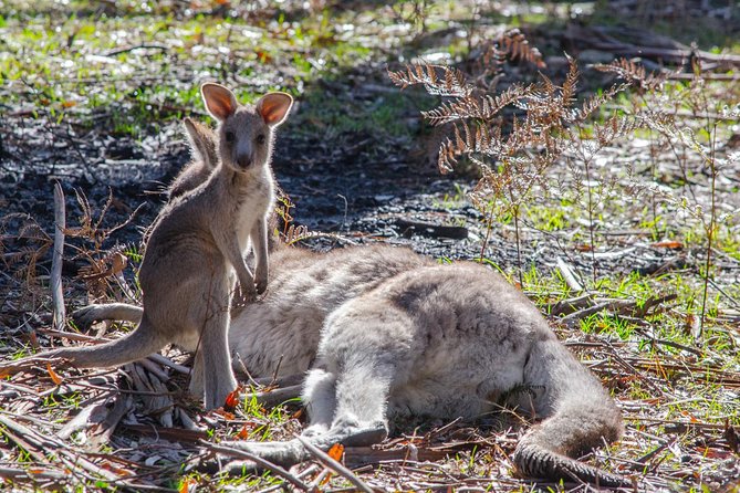 Melbourne to Adelaide: 3-Day Great Ocean Road Grampians Tour - Warrnambool and Tower Hill’s volcanic country