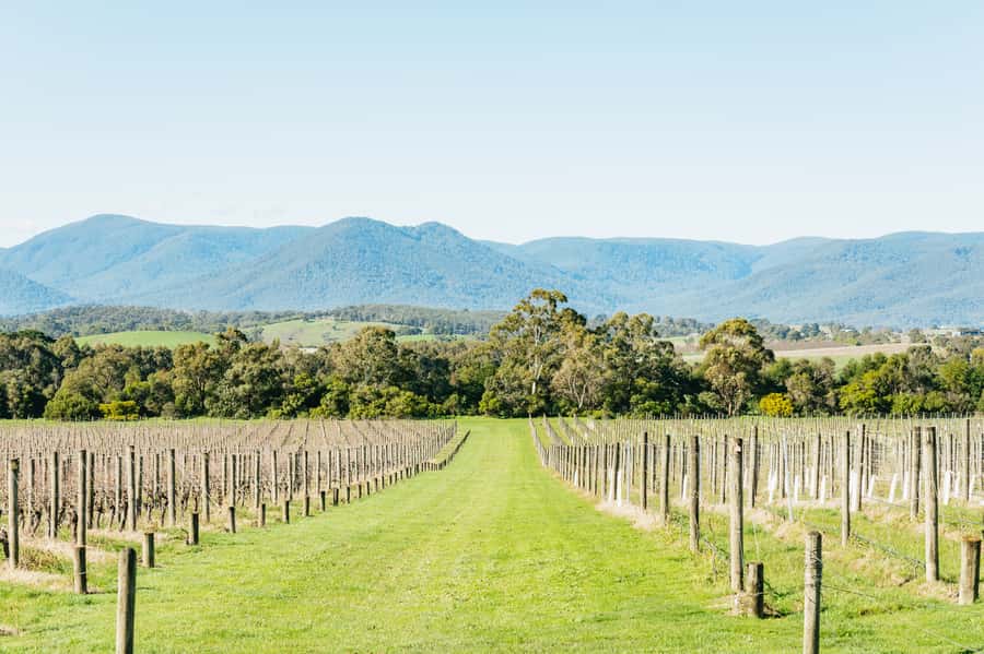 Melbourne: Yarra Valley Wine, Cider, Gin, Beer, & Choc Tour - Chocolate or final drinks at Yarrawood