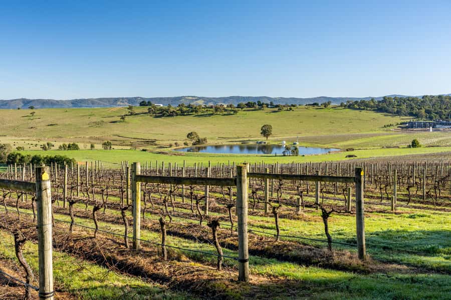 Melbourne: Yarra Valley Wine, Cider, Gin, Beer, & Choc Tour - Yering Farm: a gentle first taste at 10am