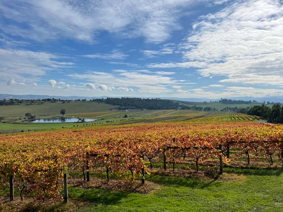 Melbourne: Yarra Valley Wine Tour + Lunch & Gin/Beer Option - The chocolate factory is a smart final stop