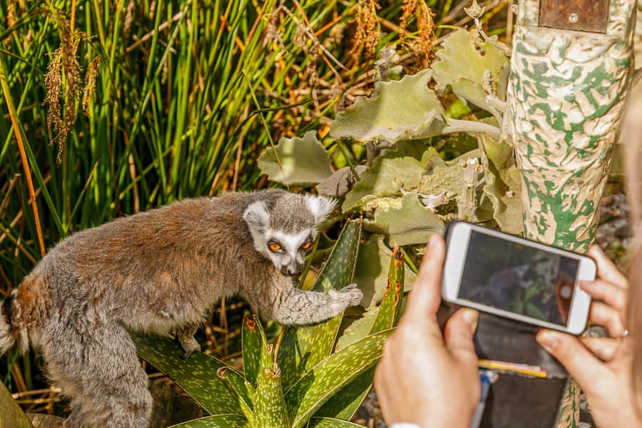 Melbourne Zoo: 1-Day Entry Ticket - Key points before you go