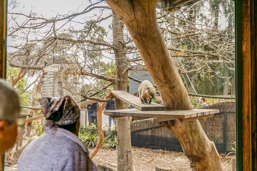 Melbourne Zoo: 1-Day Entry Ticket - Why Melbourne Zoo works as a city-day outing