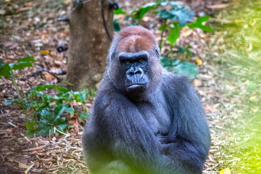 Melbourne Zoo: 1-Day Entry Ticket - Australian animals in a bush setting