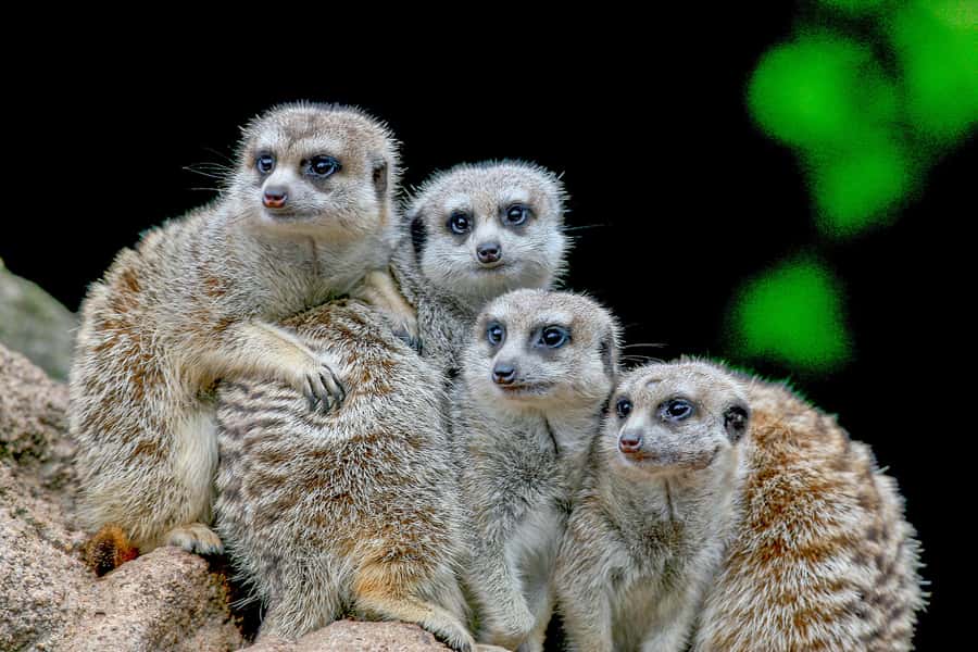 Melbourne Zoo: 1-Day Entry Ticket - Keeper talks make the ticket more useful