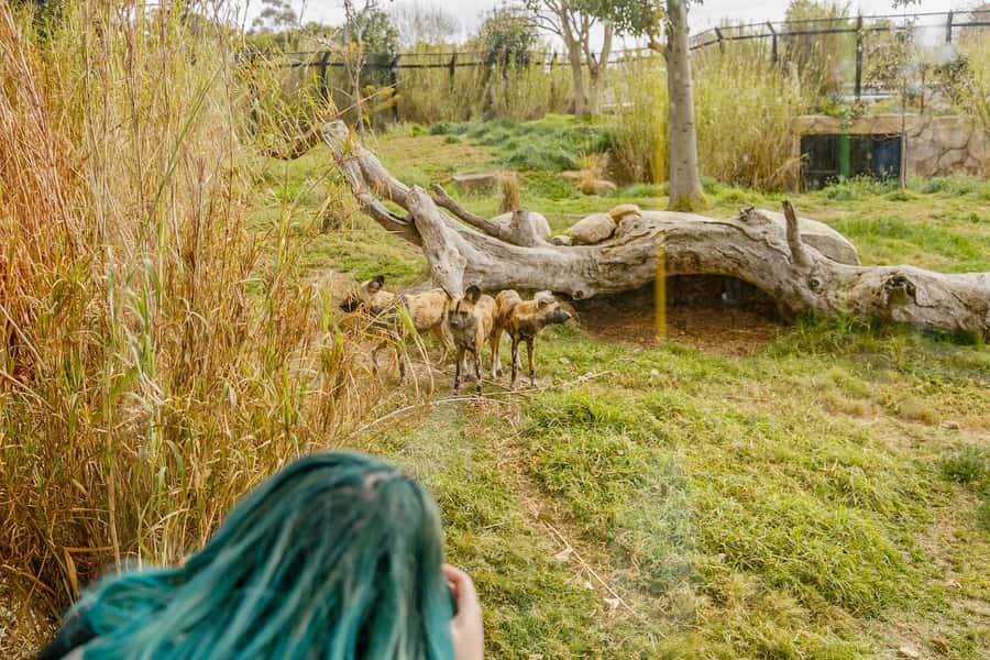 Melbourne Zoo: 1-Day Entry Ticket - How long you need and how to pace the visit