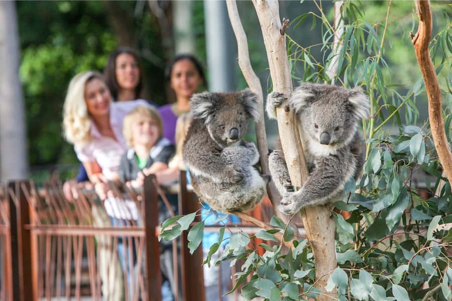 Melbourne Zoo: 1-Day Entry Ticket - From rainforest trails to Lion Gorge