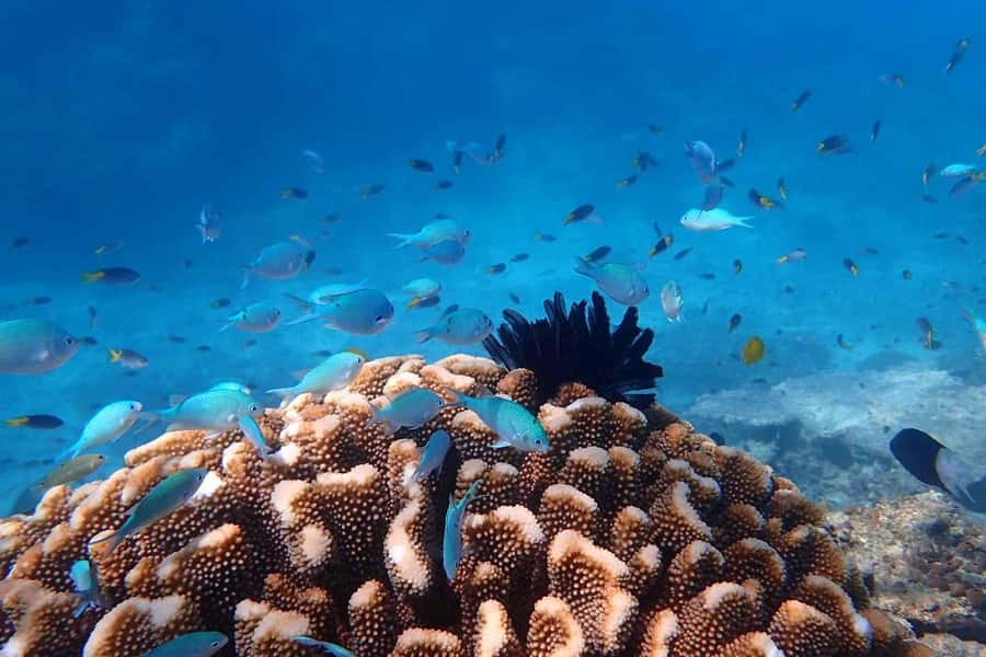 Mission Beach: Outer Great Barrier Reef & Dunk Island Tour - Three reef sessions with three different views