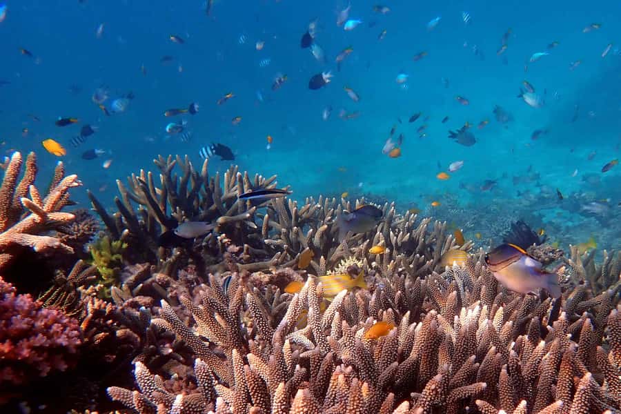 Mission Beach: Outer Great Barrier Reef & Dunk Island Tour - Leaving Clump Point with a calm start