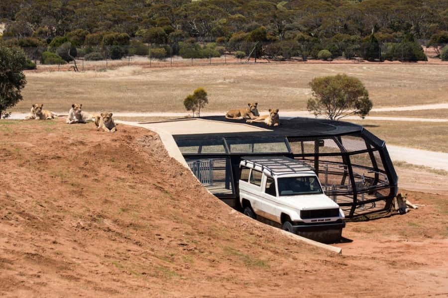 Monarto Safari Park: General Admission Tickets - Entering through the tunnel and planning your route