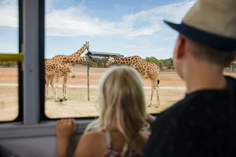Monarto Safari Park: General Admission Tickets - Lions, giraffes, rhinos, and elephants across the plains
