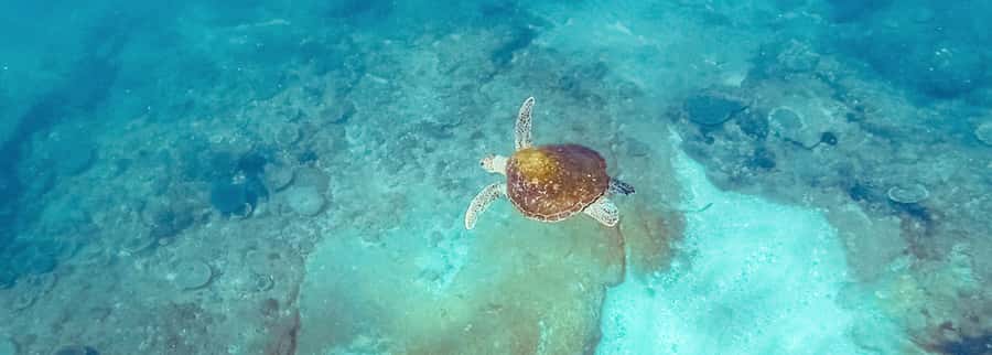 Mooloolaba: Snorkel with Turtles Mudjimba Island - Key points to know before booking