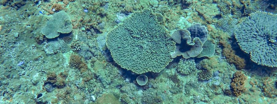 Mooloolaba: Snorkel with Turtles Mudjimba Island - Visibility and sea conditions matter