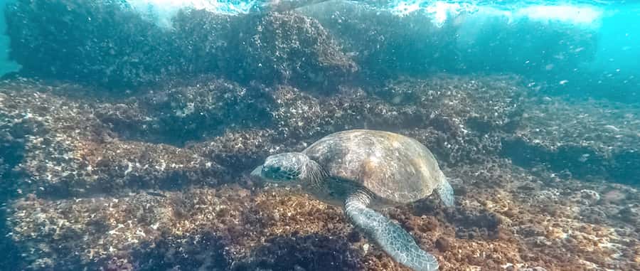 Mooloolaba: Snorkel with Turtles Mudjimba Island - The role of the in-water guides