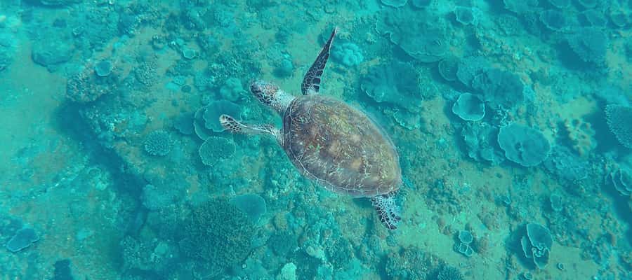 Mooloolaba: Snorkel with Turtles Mudjimba Island - Should you book the Mudjimba Island snorkel?