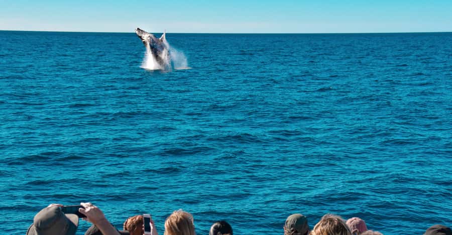 Mooloolaba: Whale Watching Cruise - Key points at a glance
