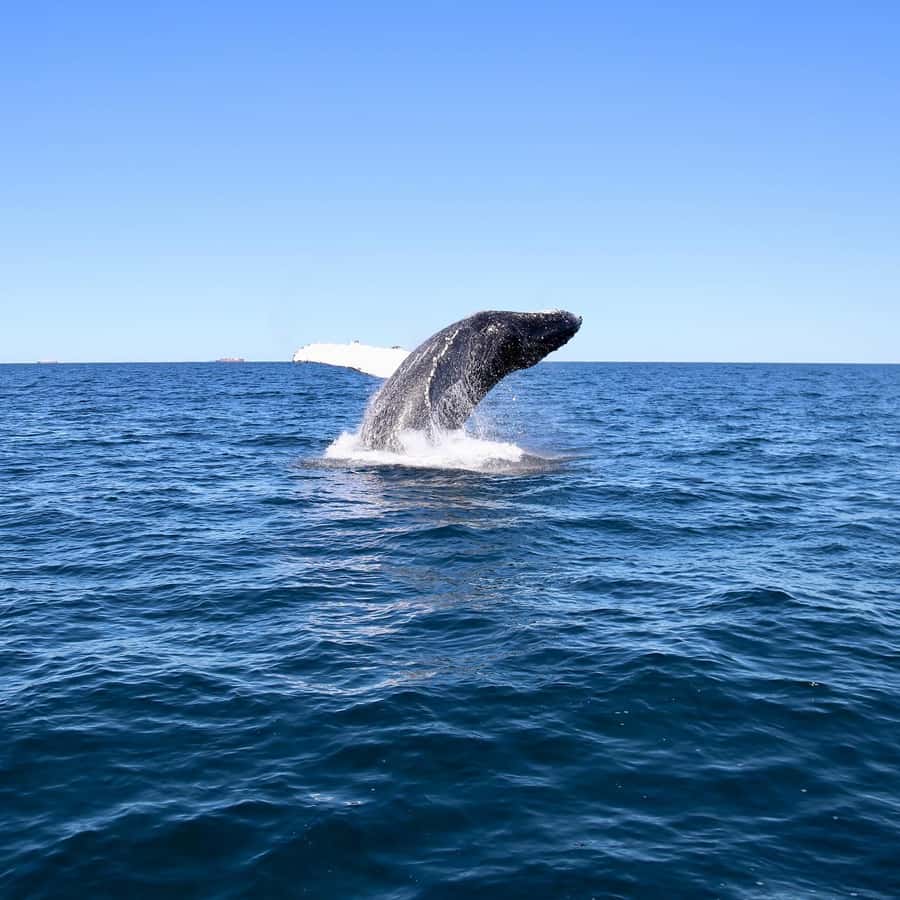 Mooloolaba: Whale Watching Cruise - Who will enjoy this cruise most?
