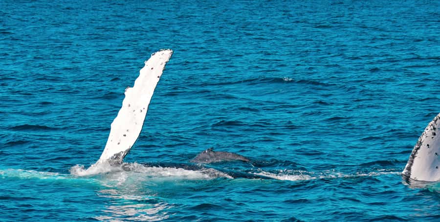 Mooloolaba: Whale Watching Cruise - A fast start from Mooloolaba Wharf