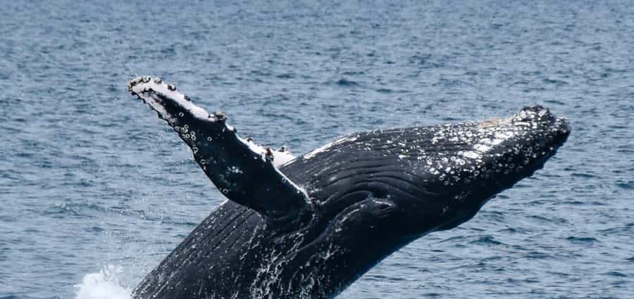 Mooloolaba: Whale Watching Cruise - Reaching the humpback whale route