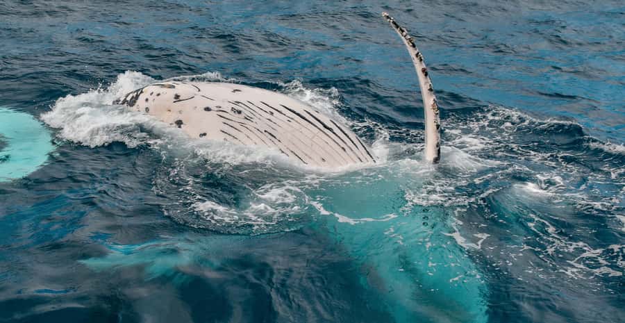 Mooloolaba: Whale Watching Cruise - What you may see above the water