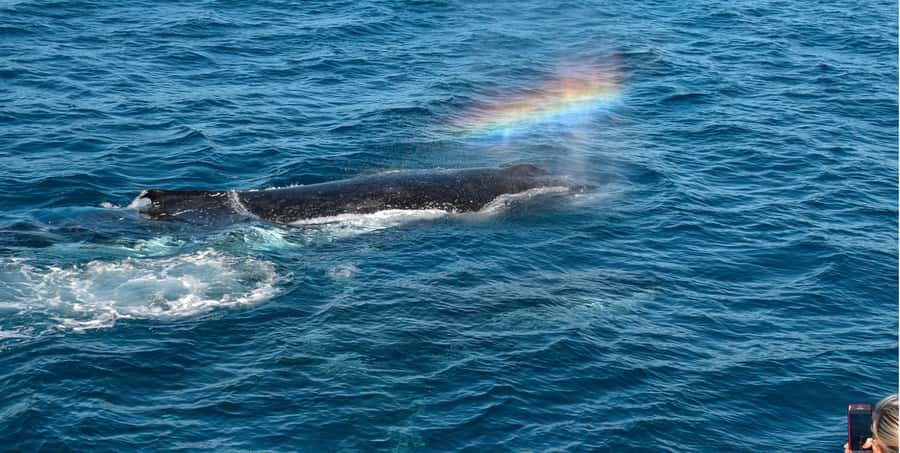 Mooloolaba: Whale Watching Cruise - Hearing whales through the hydrophone