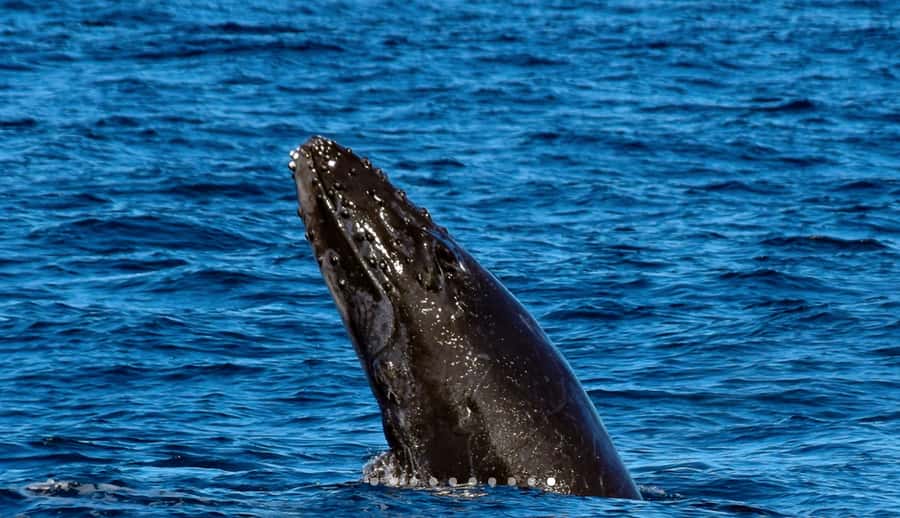 Mooloolaba: Whale Watching Cruise - Commentary that adds value