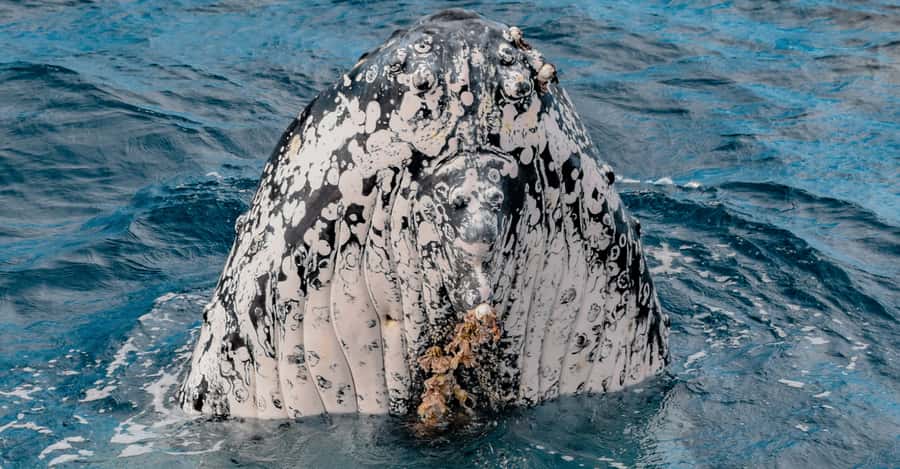 Mooloolaba: Whale Watching Cruise - The return ride and the two-hour balance