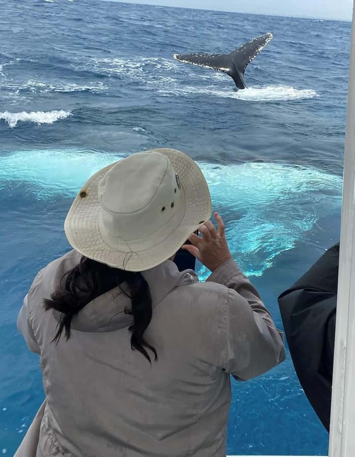 Mooloolaba: Whale Watching Cruise - Is $63 a fair price?