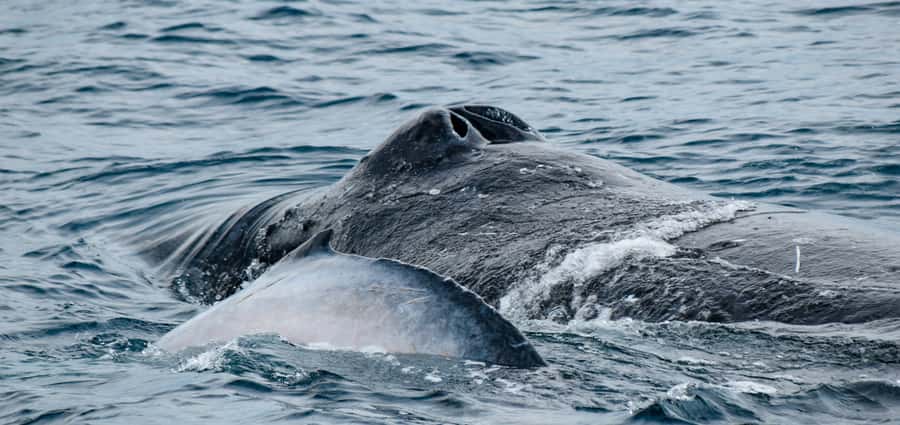 Mooloolaba: Whale Watching Cruise - The raft changes the feel of whale watching