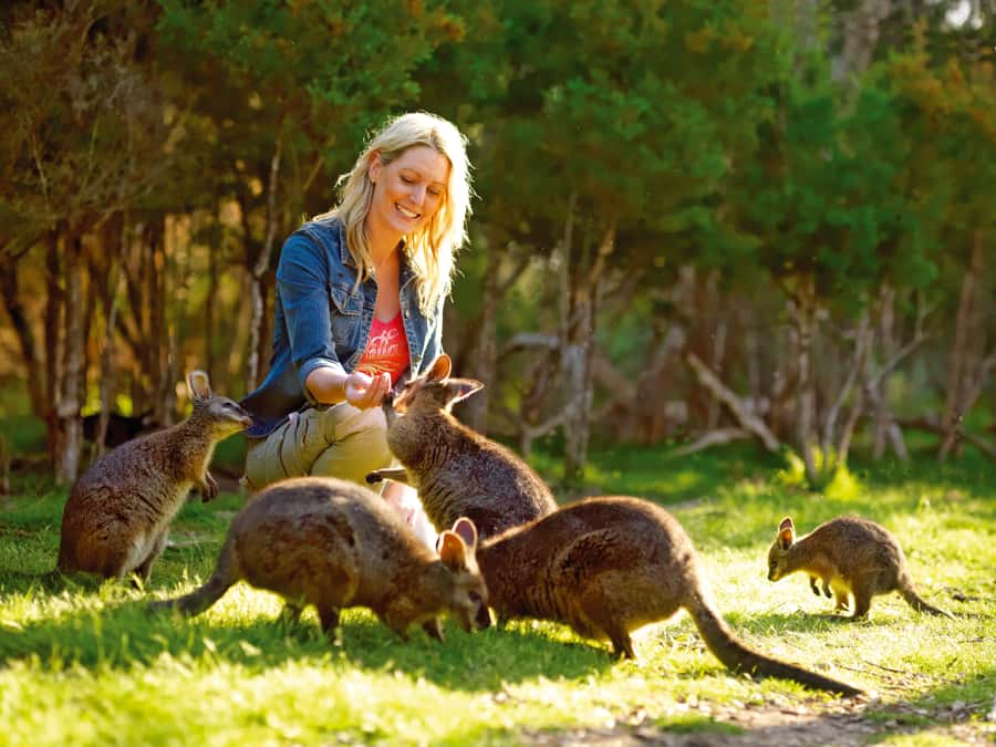 Moonlit Sanctuary Conservation Park Entry Ticket - Why the kangaroo walk is the main event