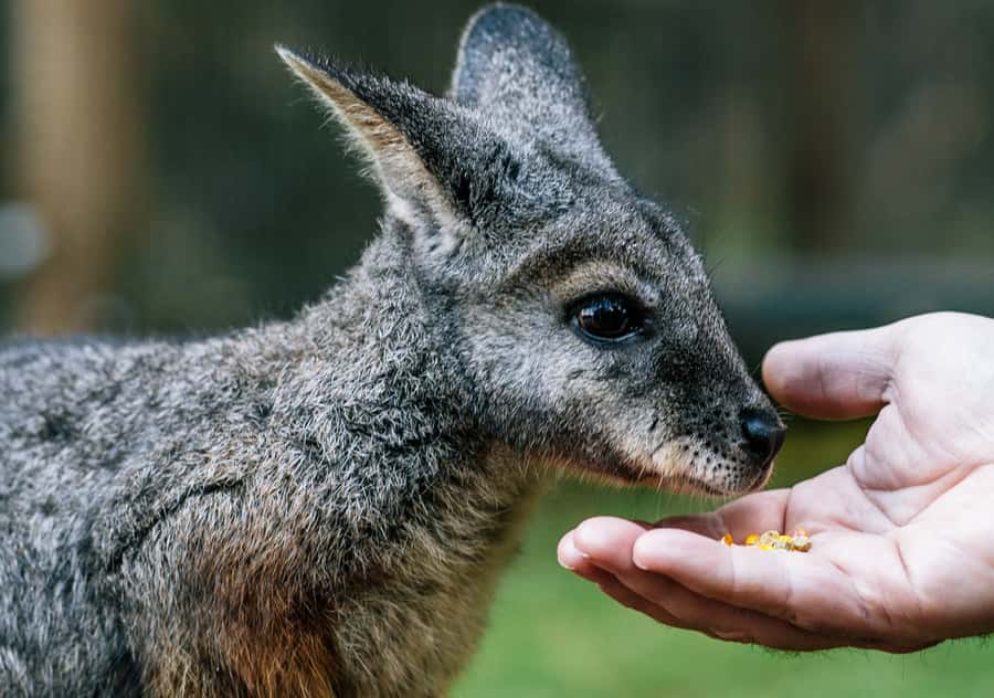Moonlit Sanctuary Conservation Park Entry Ticket - The daily talks turn a visit into a lesson