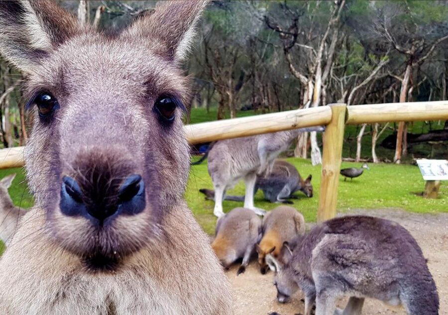 Moonlit Sanctuary Conservation Park Entry Ticket - More than koalas: endangered animals and Australian variety