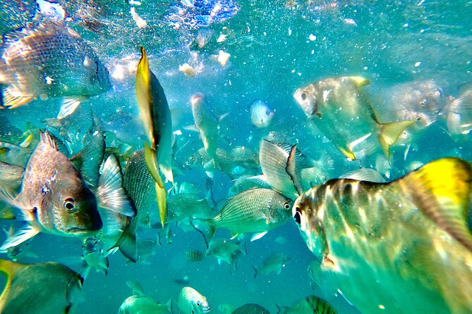 Moreton Island Day Trip (Kayak, Snorkel & Sandboard) frm Brisbane or Gold Coast - Transparent kayaks over the artificial reef