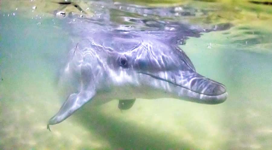 Moreton Island: Tangalooma ATV Quad Bike & Dolphin Feeding - What the 45-minute ATV ride is really like