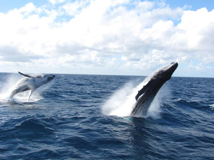 Moreton Island: Tangalooma Day Trip & Whale Watching Cruise - Key points to know before booking