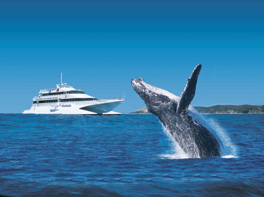 Moreton Island: Tangalooma Day Trip & Whale Watching Cruise - Brisbane to Moreton Island by ferry