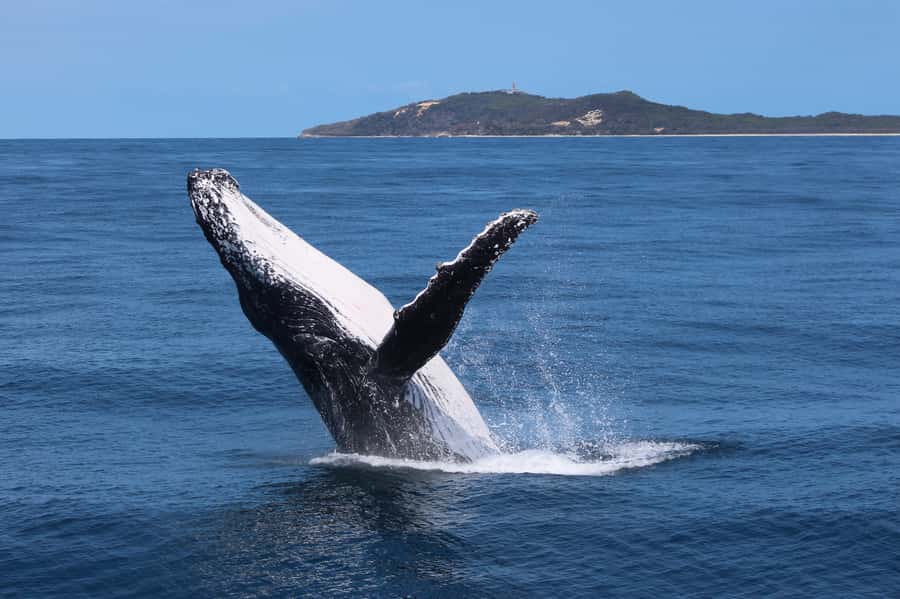 Moreton Island: Tangalooma Day Trip & Whale Watching Cruise - The three-hour whale watching cruise