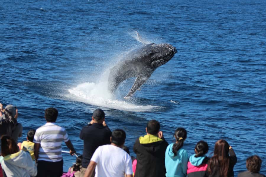 Moreton Island: Tangalooma Day Trip & Whale Watching Cruise - The return to Brisbane