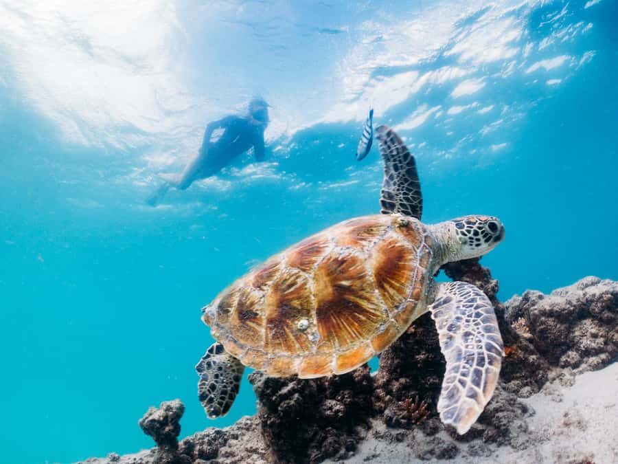 Moreton Island: Tangalooma Day Trip with Snorkeling Tour - Key points to know before you book
