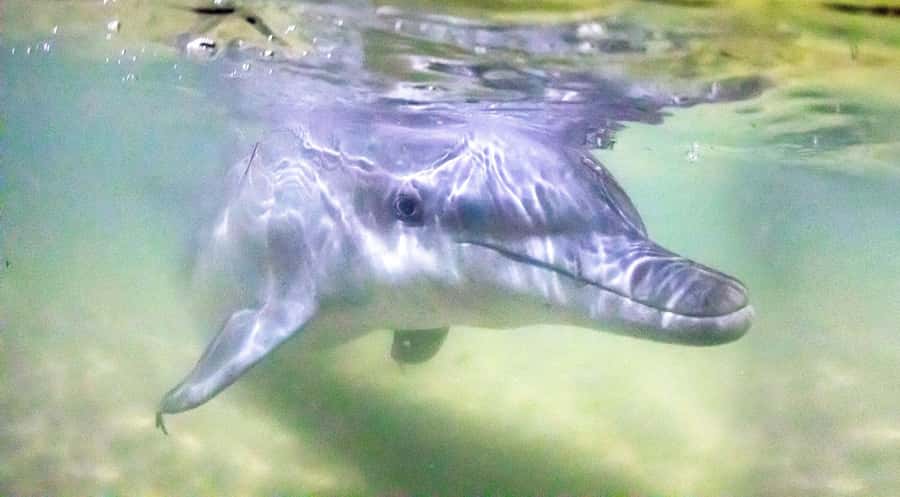 Moreton Island: Tangalooma Desert Safari and Dolphin Feeding - At a glance: what makes this day special