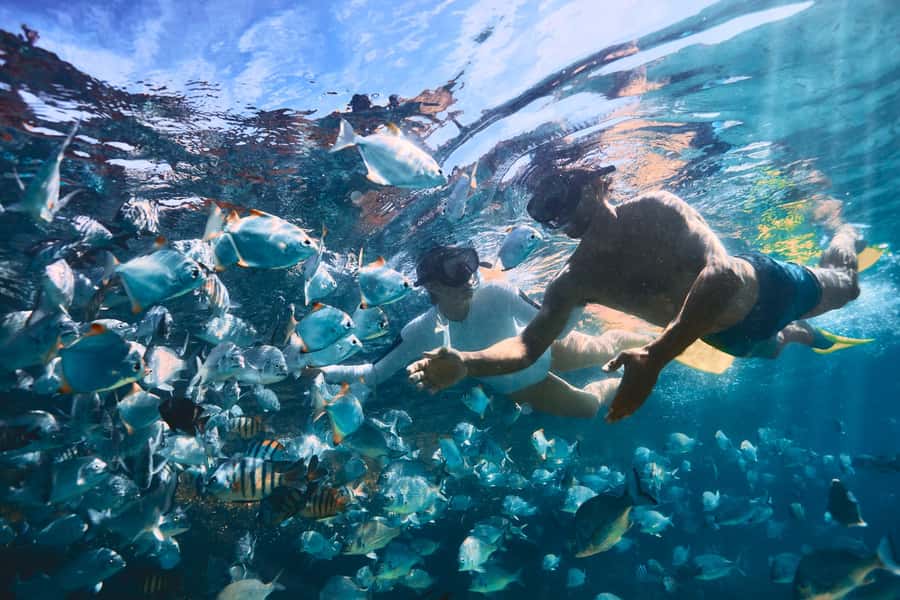 Moreton Island: Tangalooma Snorkeling Tour & Dolphin Feeding - Waiting for the wild dolphins