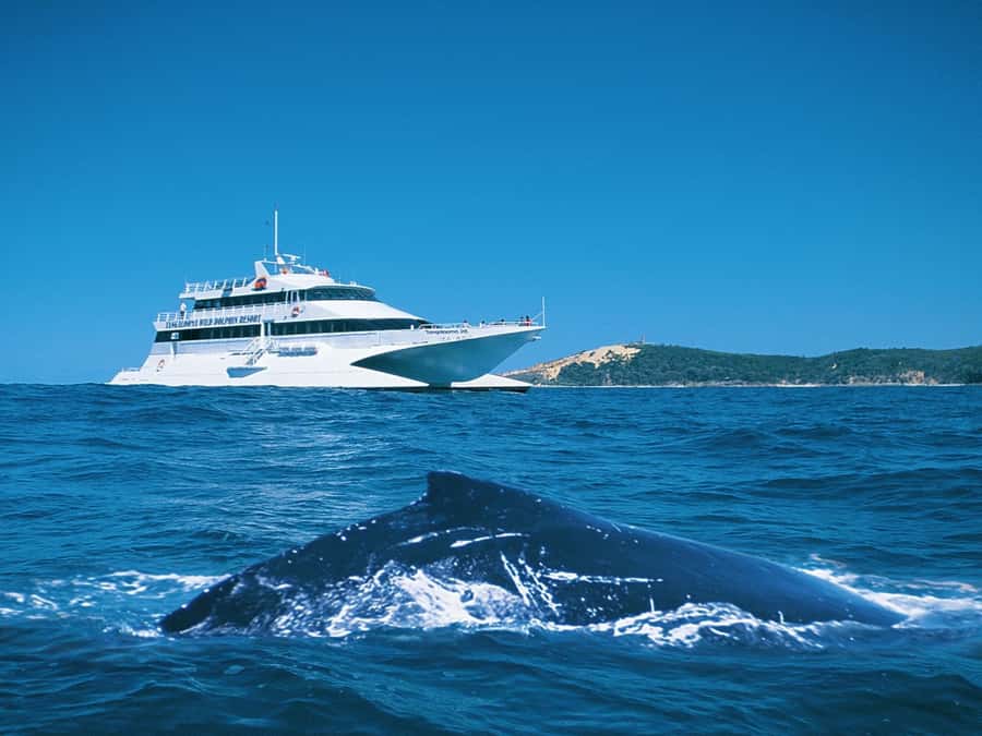 Moreton Island: Tangalooma Whale Watching & Dolphin Feeding - The 75-minute ferry to Tangalooma