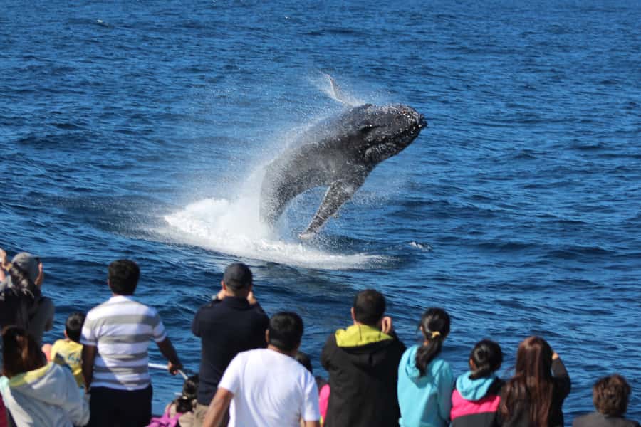 Moreton Island: Tangalooma Whale Watching & Dolphin Feeding - Sunset with the bottlenose dolphins