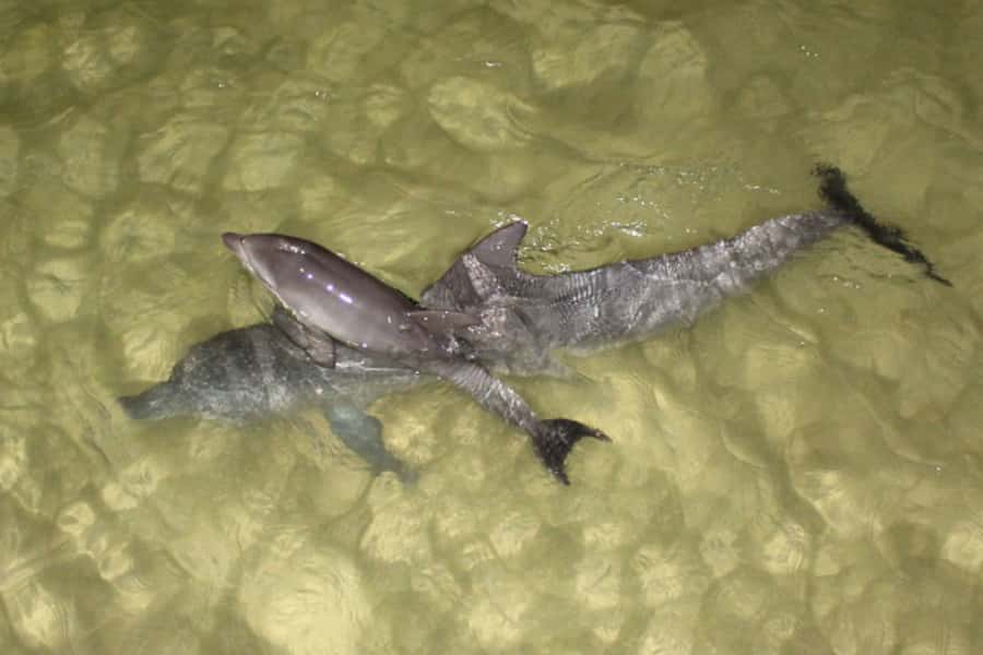 Moreton Island: Tangalooma Whale Watching & Dolphin Feeding - Who will enjoy this day most