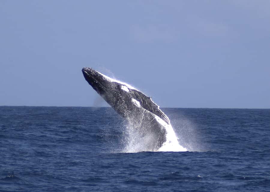 Moreton Island: Tangalooma Whale Watching & Dolphin Feeding - Free time at Tangalooma before noon