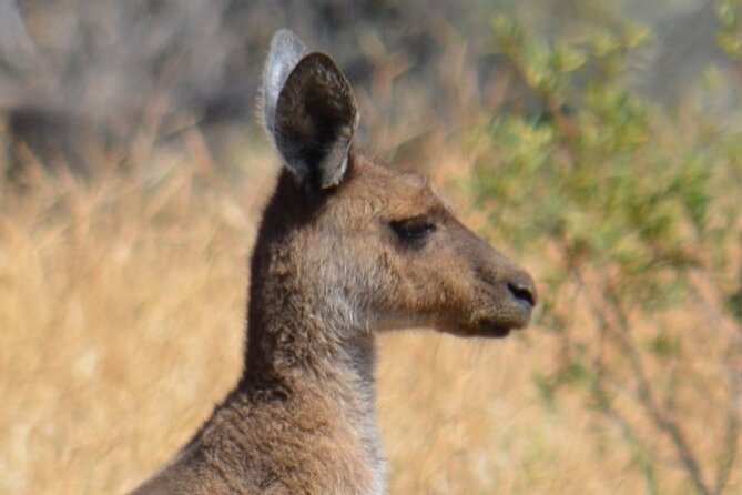 Morning Cruise on the Murchison River in Kalbarri (April to Nov) - Who will enjoy this cruise most?