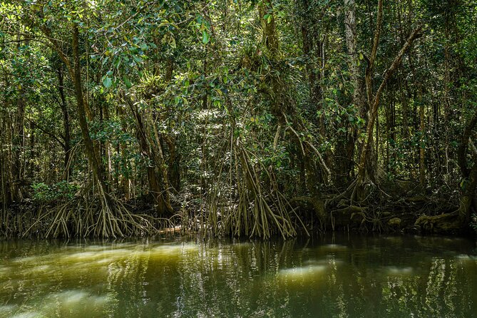 Morning Daintree Tour with River Cruise from Port Douglas - Mossman Gorge brings the strongest scenery